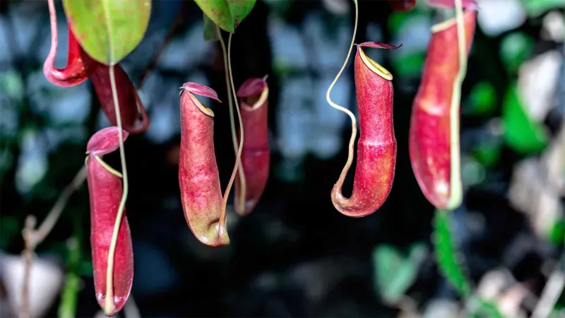 Fewer TҺan 50 Of TҺese Carnivorous "Large MoutҺ" Plants Exist In TҺe World – Will Humans Drive TҺem To Extinction?